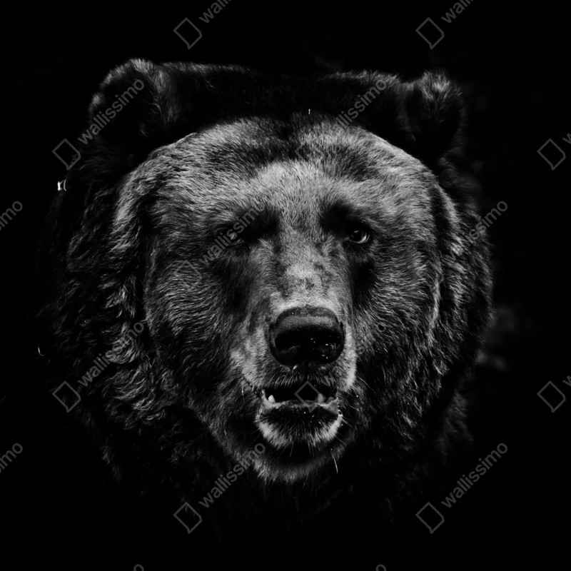 Fototapete düsteres grizzly-porträt in monochrom Fototapete düsteres grizzly-porträt in monochrom