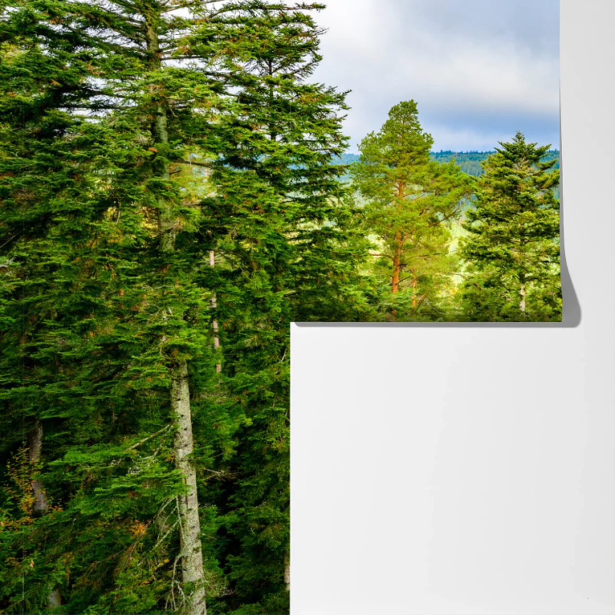 Fototapete Schwarzwald herbstliche waldlandschaft Fototapete Schwarzwald herbstliche waldlandschaft