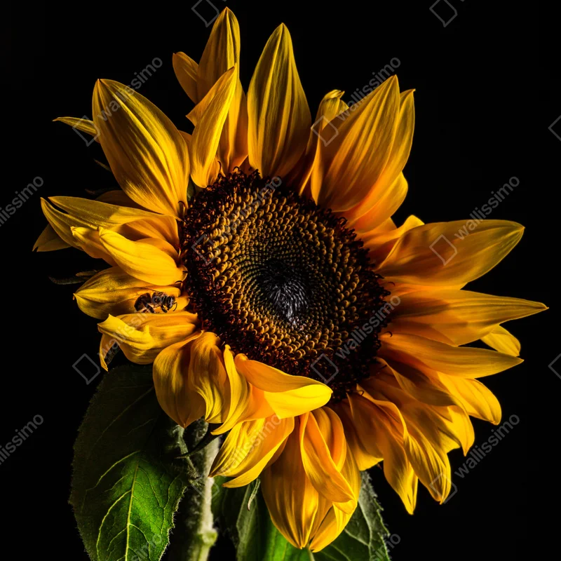 Türaufkleber goldene sonnenblume in nahaufnahme Türaufkleber goldene sonnenblume in nahaufnahme