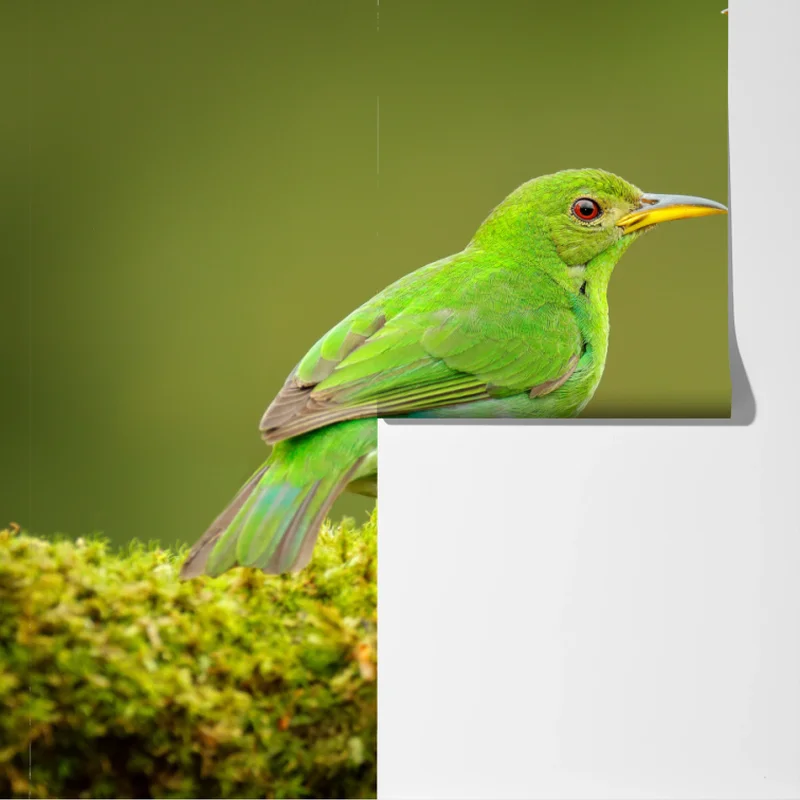 Fototapete lebendige grüne honigfresser auf moos Fototapete lebendige grüne honigfresser auf moos