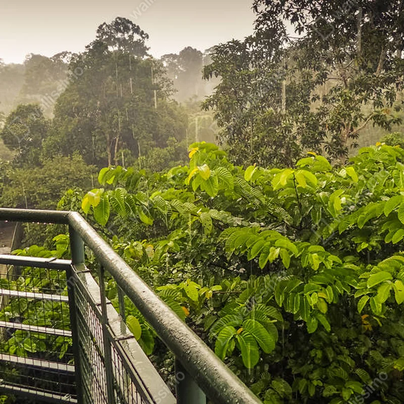 Poster Regentag im Regenwald, Blick vom Baumwipfelturm in sepilok, borneo • Poster bei Wallnifity® Poster Regentag im Regenwald, Blick vom Baumwipfelturm in sepilok, borneo • Poster bei Wallnifity®