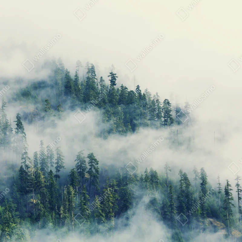 Fototapete nebliger nadelwald Fototapete nebliger nadelwald