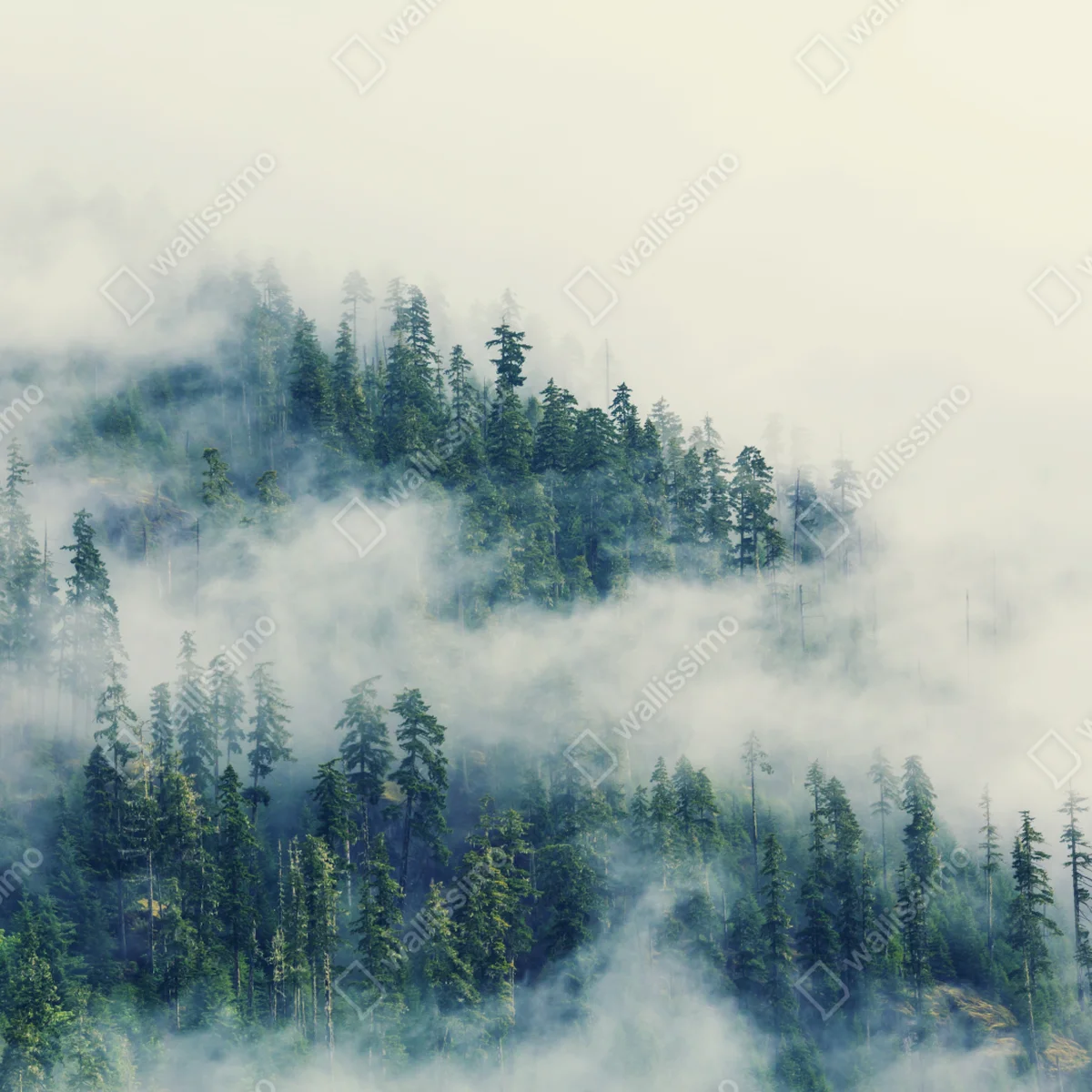 Fototapete nebliger nadelwald Fototapete nebliger nadelwald