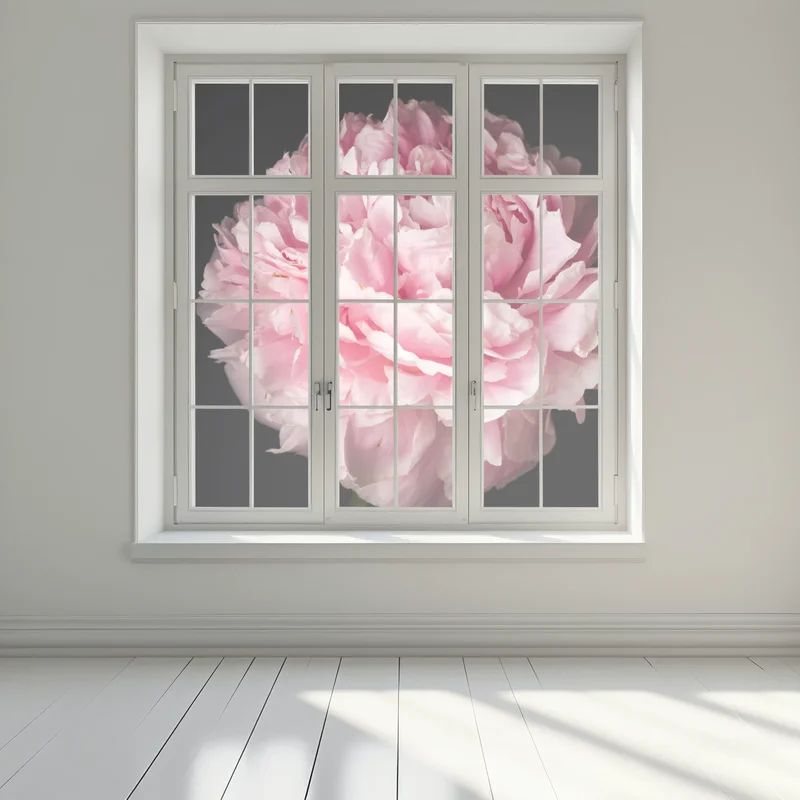 Fensteraufkleber zarte rosa pfingstrose nahaufnahme