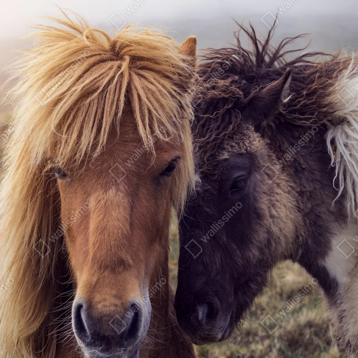 Fototapete zwei pferde auf einem nebligen hügel, Färöer-Inseln Fototapete zwei pferde auf einem nebligen hügel, Färöer-Inseln