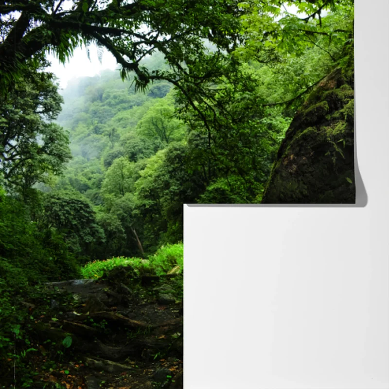 Fototapete moosiger waldbach panorama Fototapete moosiger waldbach panorama