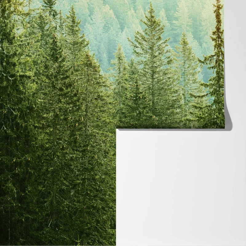 Fototapeta słoneczny las iglasty Fototapeta słoneczny las iglasty