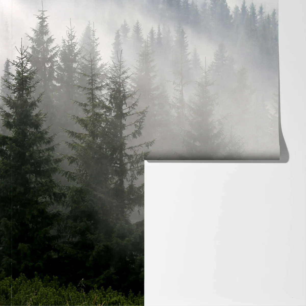 Fototapeta mglisty las sosnowy o świcie Fototapeta mglisty las sosnowy o świcie