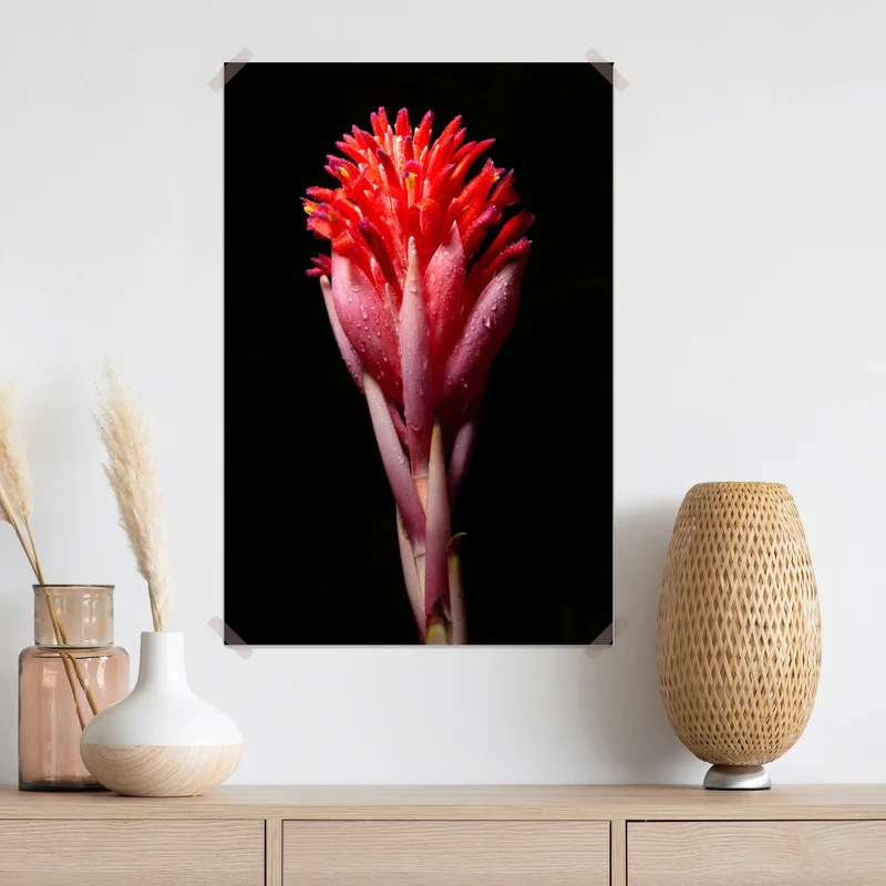 Poster leuchtende rosa blüte vor schwarzem hintergrund Poster leuchtende rosa blüte vor schwarzem hintergrund