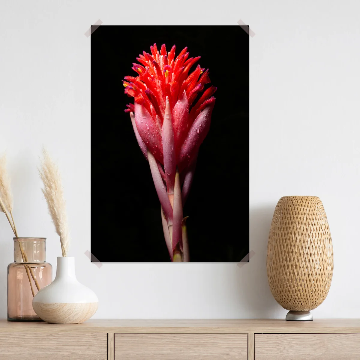 Poster leuchtende rosa blüte vor schwarzem hintergrund Poster leuchtende rosa blüte vor schwarzem hintergrund