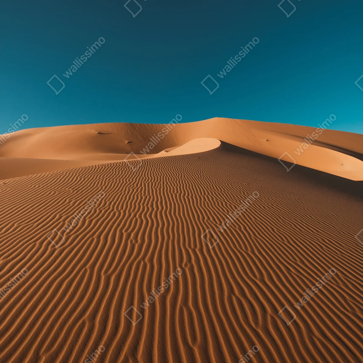 Poster goldene sanddünen unter tiefblauem himmel Poster goldene sanddünen unter tiefblauem himmel