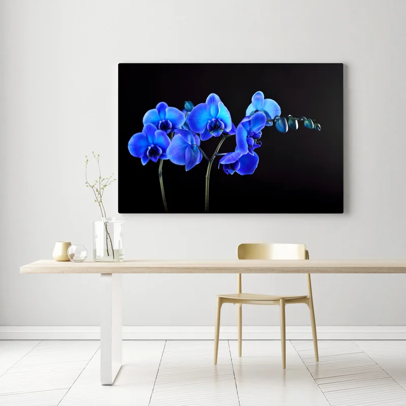 Leinwandbild leuchtende blaue orchidee vor schwarzem hintergrund Leinwandbild leuchtende blaue orchidee vor schwarzem hintergrund