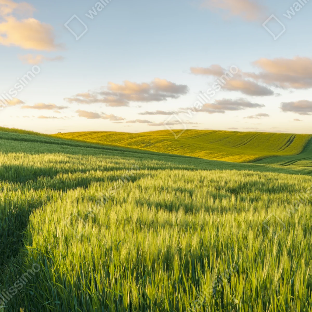 Türaufkleber ruhige grüne wiesen panorama Türaufkleber ruhige grüne wiesen panorama