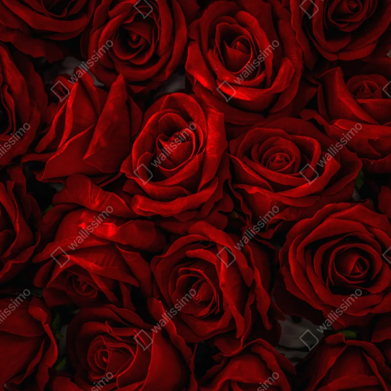 Repositionierbarer Aufkleber intensive rote rosen nahaufnahme Repositionierbarer Aufkleber intensive rote rosen nahaufnahme