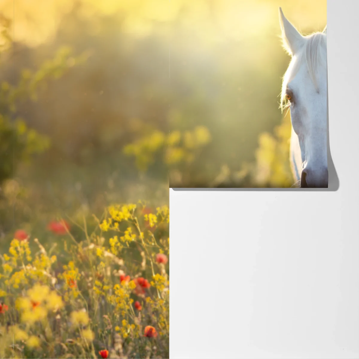 Fototapete weißes pferd im mohnfeld bei sonnenaufgang Fototapete weißes pferd im mohnfeld bei sonnenaufgang
