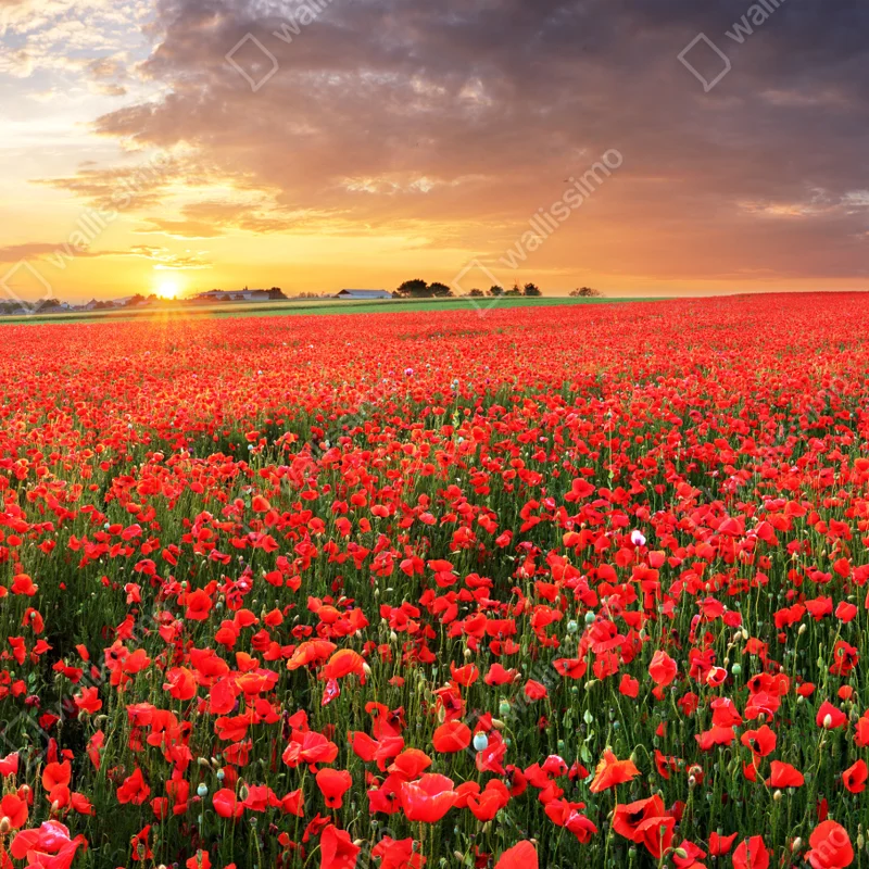 Schrankaufkleber mohnfeld im sonnenuntergang Schrankaufkleber mohnfeld im sonnenuntergang