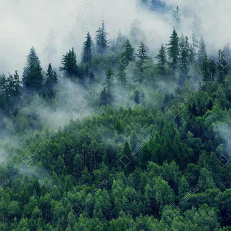 Kühlschrankaufkleber nebliger grüner wald Kühlschrankaufkleber nebliger grüner wald