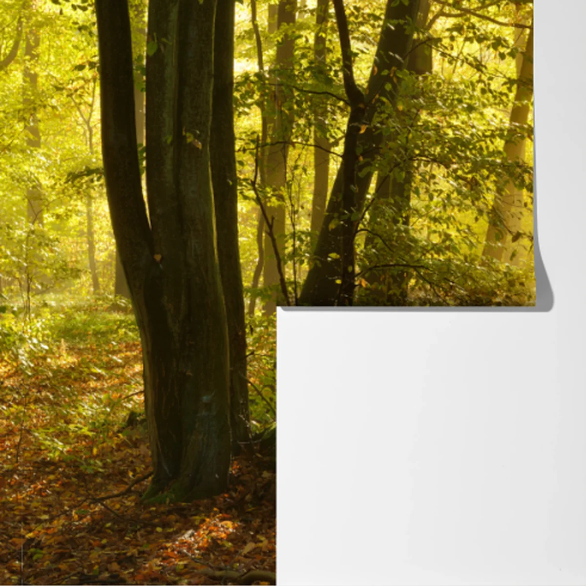 Fototapete sonnenbeschienener waldweg im herbst Fototapete sonnenbeschienener waldweg im herbst