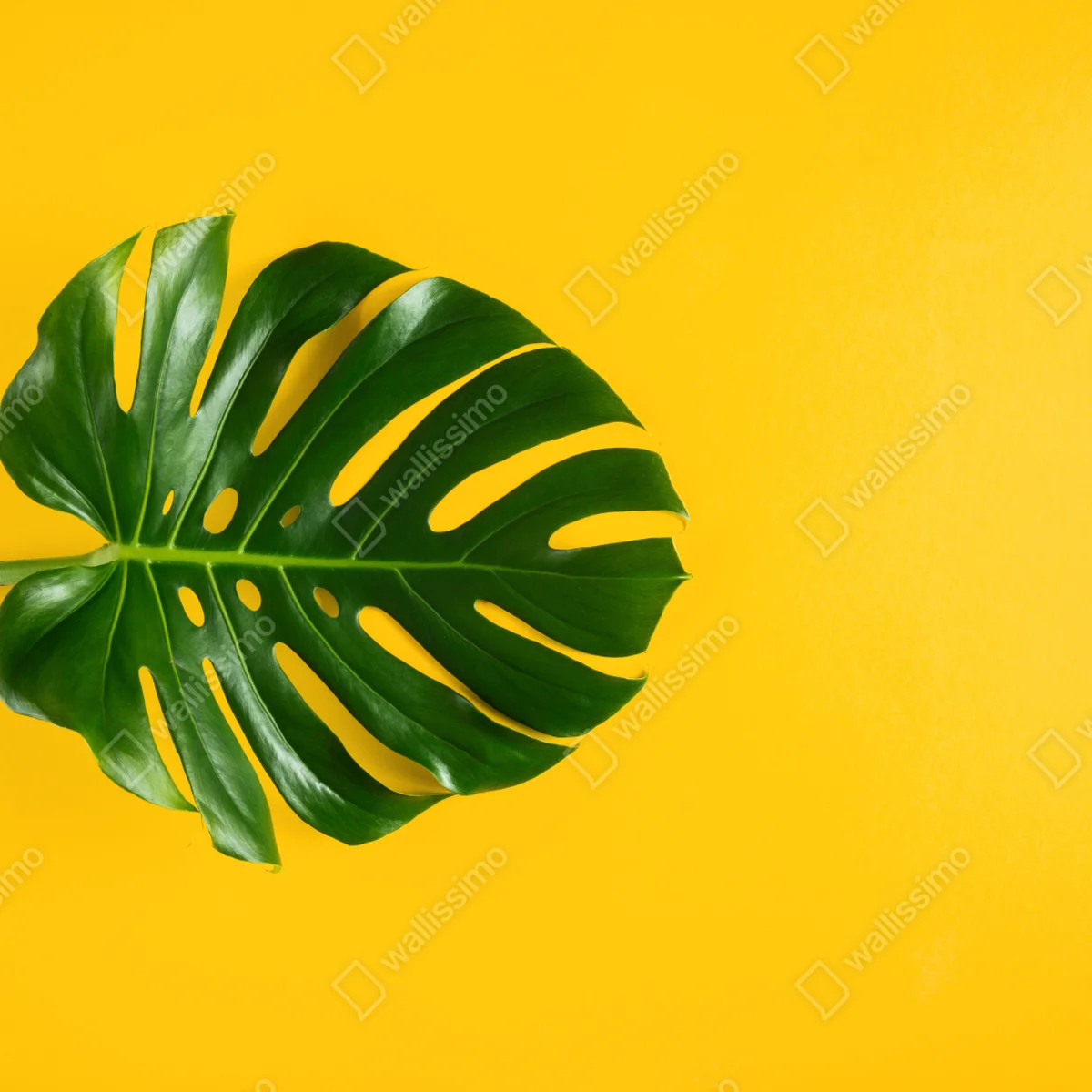Poster monstera-blatt auf gelbem hintergrund • Poster bei Wallnifity® Poster monstera-blatt auf gelbem hintergrund • Poster bei Wallnifity®