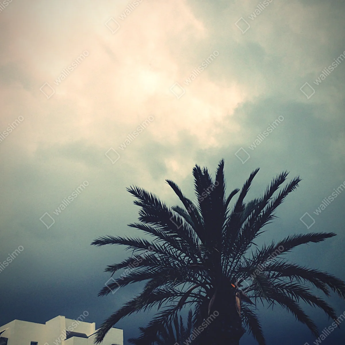 Poster stimmungsvolle palmensilhouette vor stürmischem himmel • Poster bei Wallnifity® Poster stimmungsvolle palmensilhouette vor stürmischem himmel • Poster bei Wallnifity®