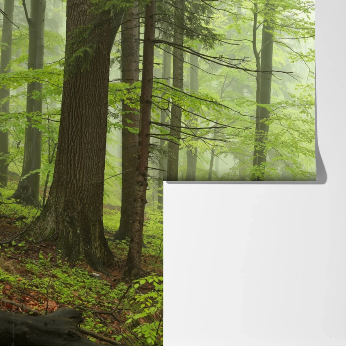 Fototapete nebliger grüner waldpfad Fototapete nebliger grüner waldpfad