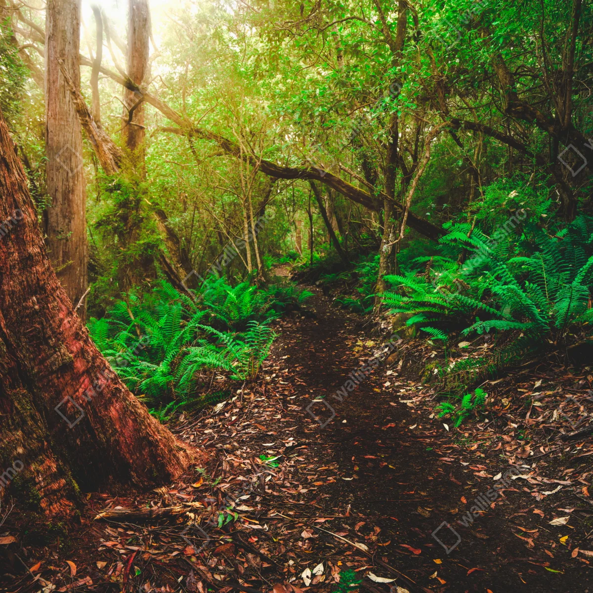 Poster üppiger dschungelpfad in Tasmanien • Poster bei Wallnifity® Poster üppiger dschungelpfad in Tasmanien • Poster bei Wallnifity®