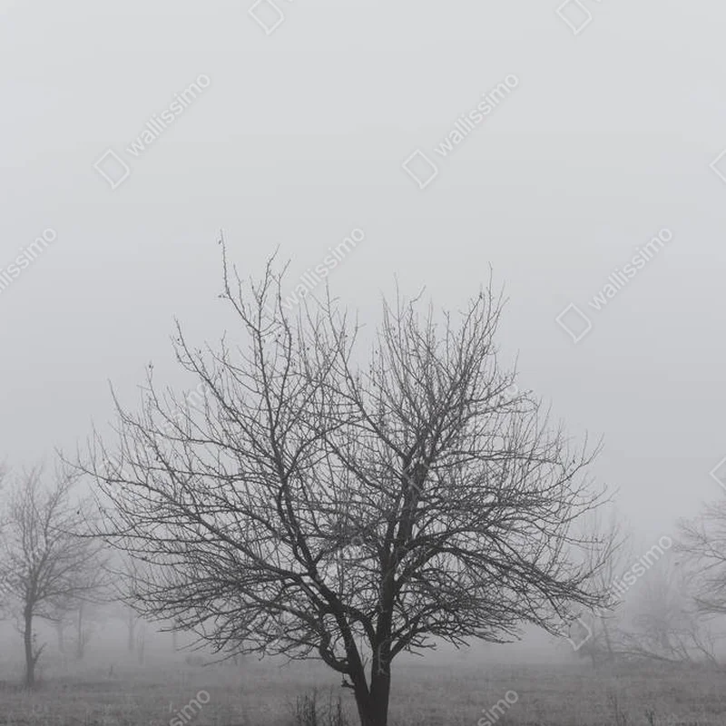 Poster Herbstlandschaft mit Bäumen im dichten Nebel und Frost auf den Ästen. • Poster bei Wallnifity® Poster Herbstlandschaft mit Bäumen im dichten Nebel und Frost auf den Ästen. • Poster bei Wallnifity®