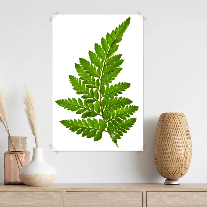 Poster grünes farnblatt auf weißem hintergrund Poster grünes farnblatt auf weißem hintergrund