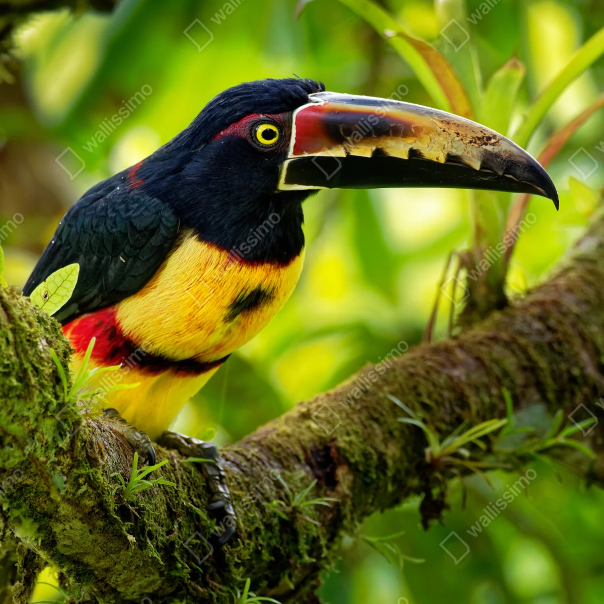 Repositionierbarer Aufkleber leuchtender aracari-tukan im tropischen dschungel Repositionierbarer Aufkleber leuchtender aracari-tukan im tropischen dschungel