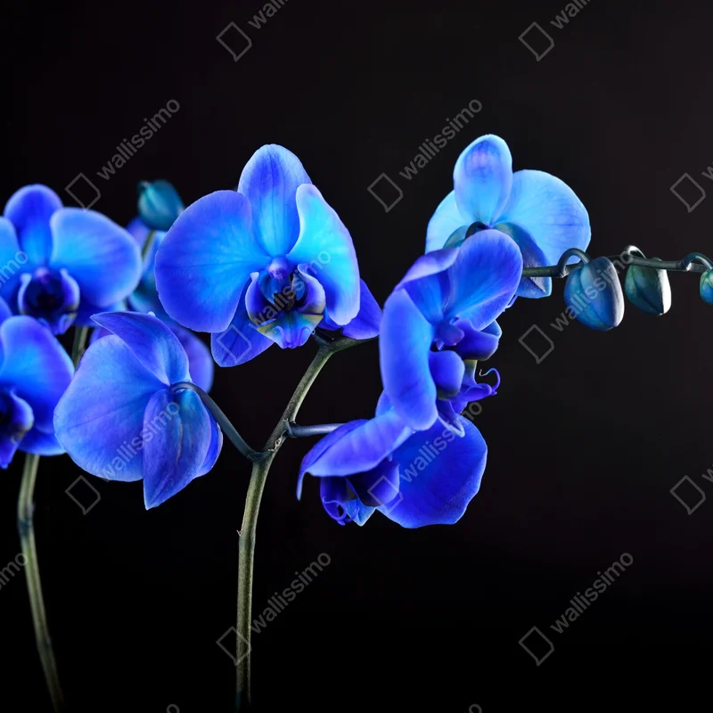 Laptop-Aufkleber leuchtende blaue orchidee vor schwarzem hintergrund Laptop-Aufkleber leuchtende blaue orchidee vor schwarzem hintergrund