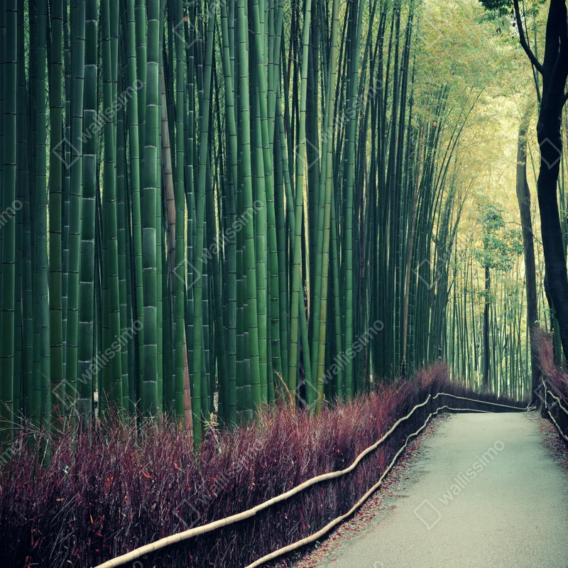 Fensteraufkleber ruhiger bambuspfad in Arashiyama Fensteraufkleber ruhiger bambuspfad in Arashiyama