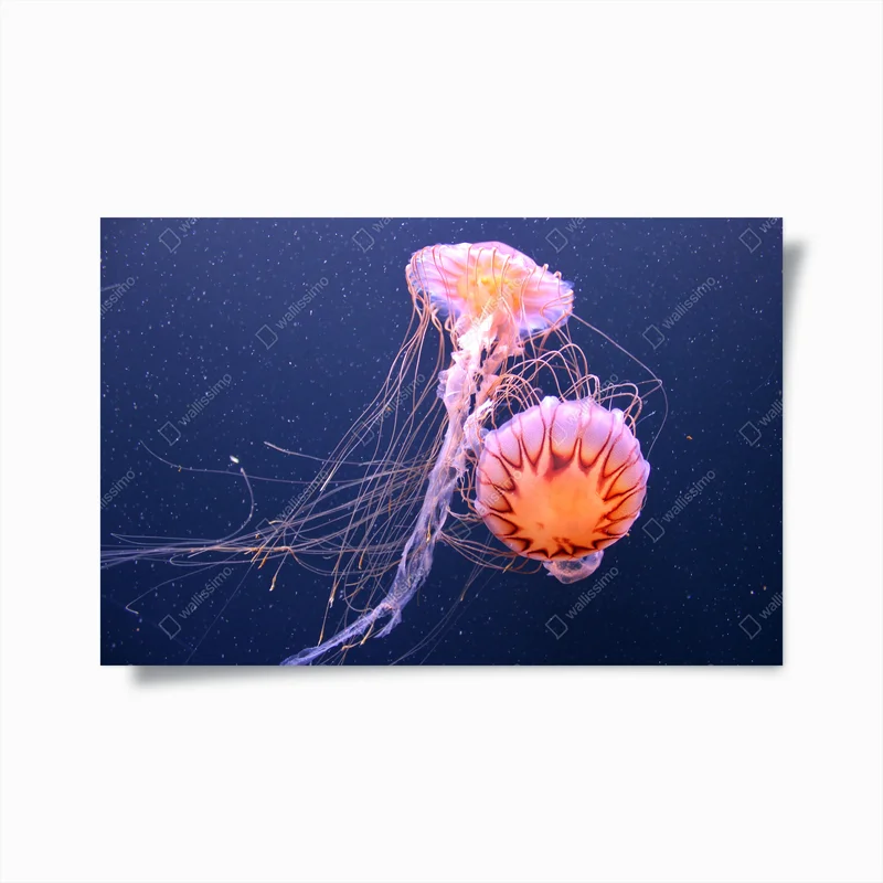 Poster leuchtende quallen in der tiefsee • Poster bei Wallnifity® Poster leuchtende quallen in der tiefsee • Poster bei Wallnifity®