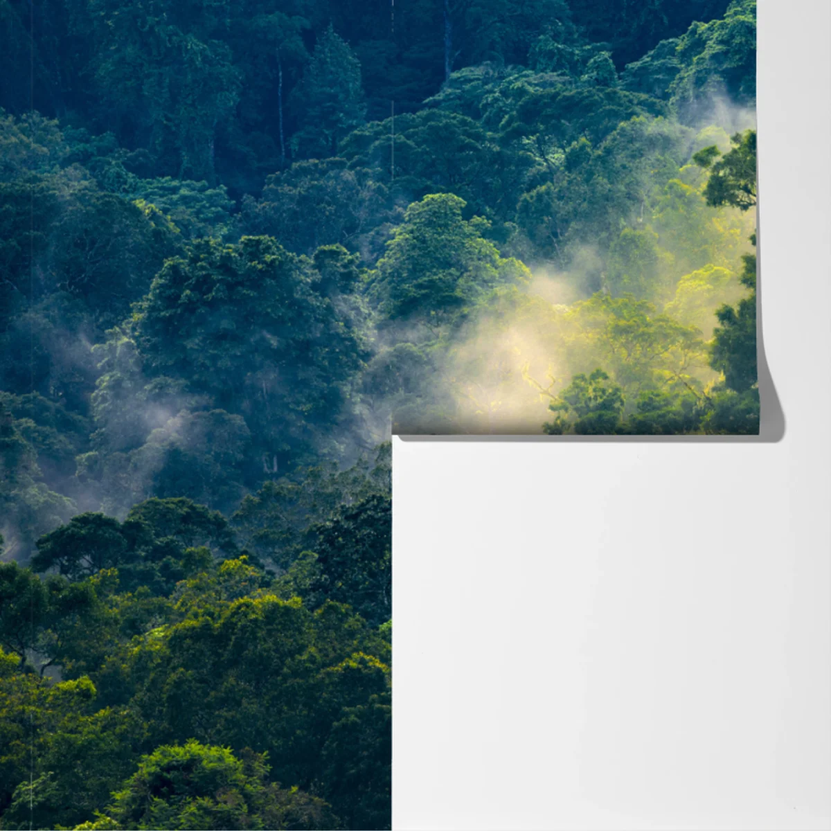 Fototapeta mglisty las deszczowy z koronami drzew Fototapeta mglisty las deszczowy z koronami drzew