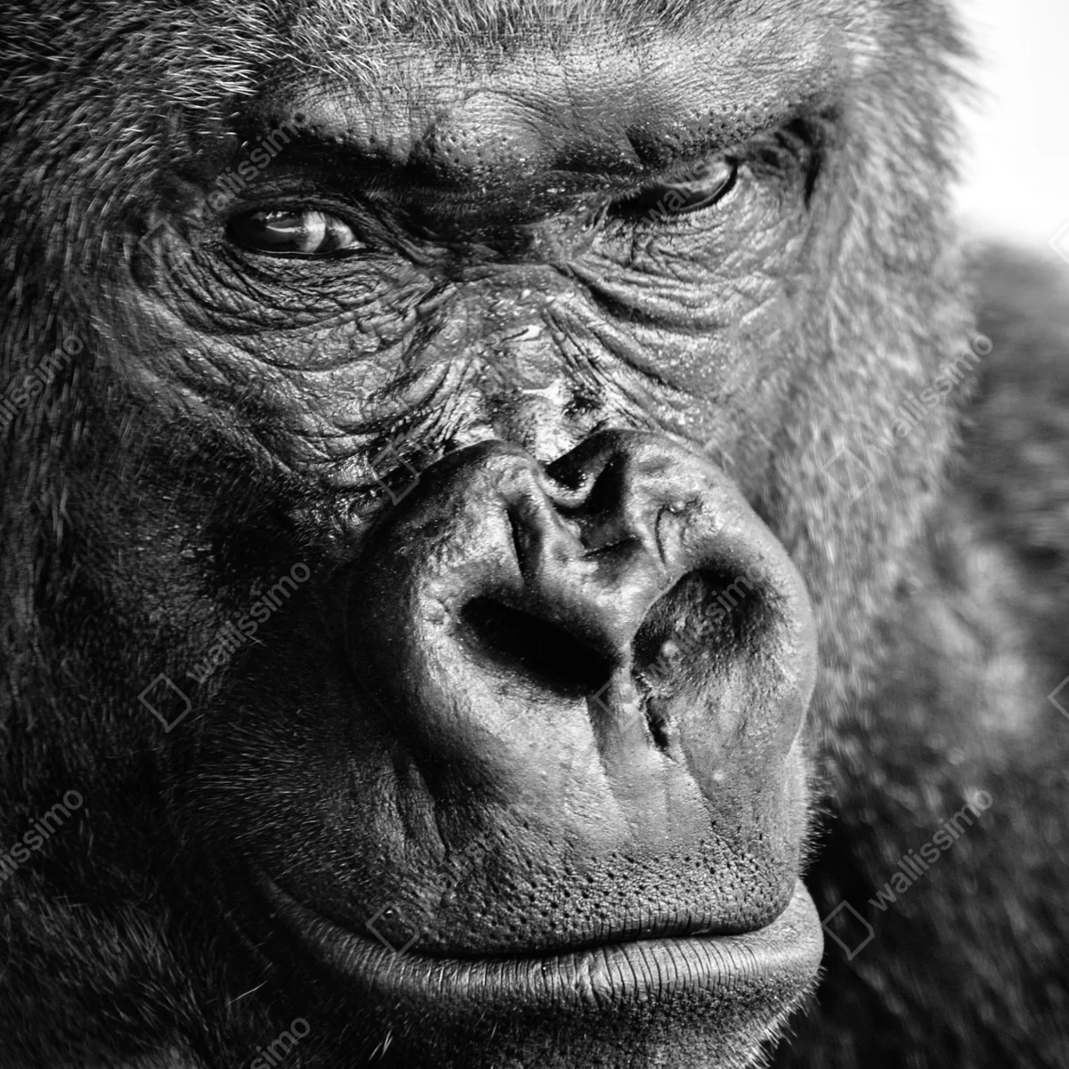 Poster intensives gorilla-porträt in schwarzweiß Poster intensives gorilla-porträt in schwarzweiß