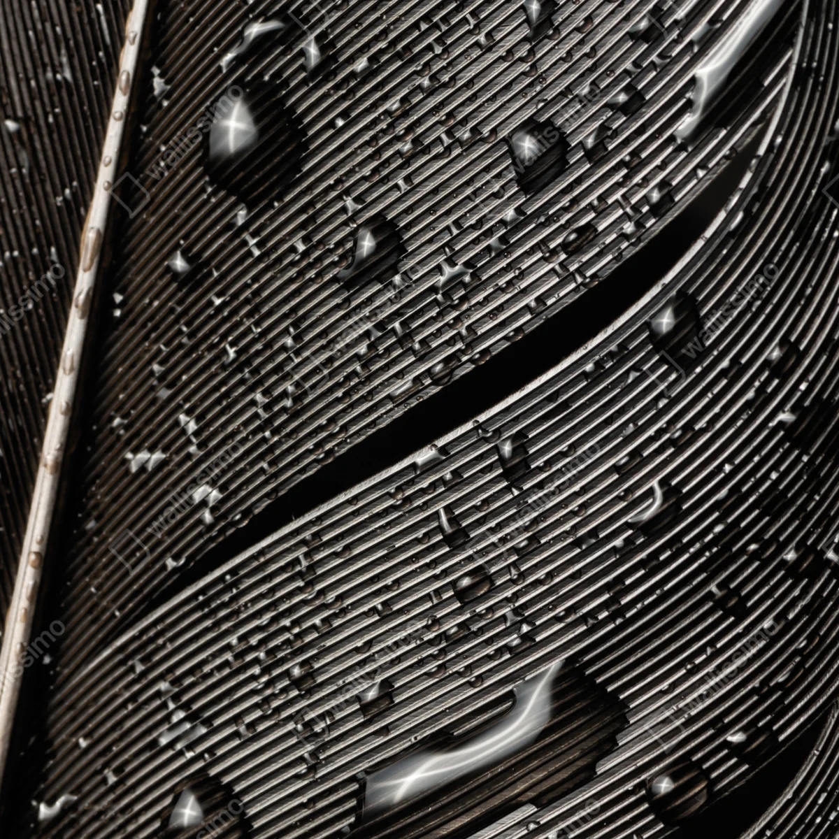 Türaufkleber monochrome feder mit wassertropfen Türaufkleber monochrome feder mit wassertropfen