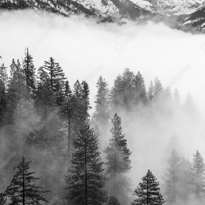 Leinwandbild nebliger Giant Forest, Sequoia National Park Leinwandbild nebliger Giant Forest, Sequoia National Park