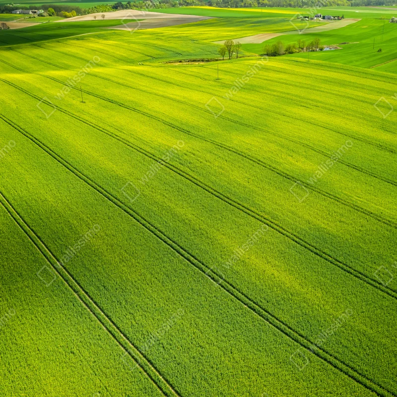 Fototapete goldene rapsfelder aus der vogelperspektive Fototapete goldene rapsfelder aus der vogelperspektive