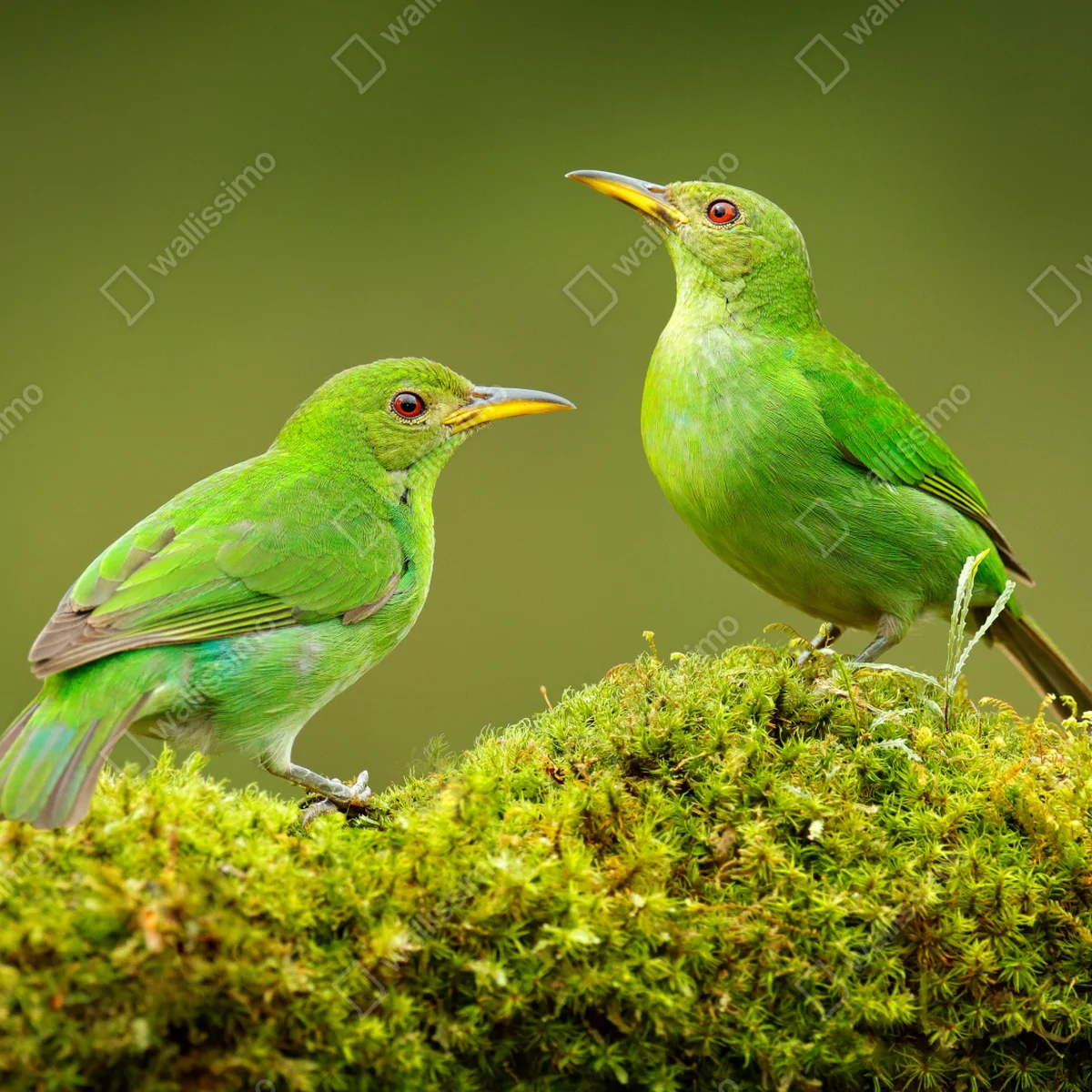 Fototapete lebendige grüne honigfresser auf moos Fototapete lebendige grüne honigfresser auf moos