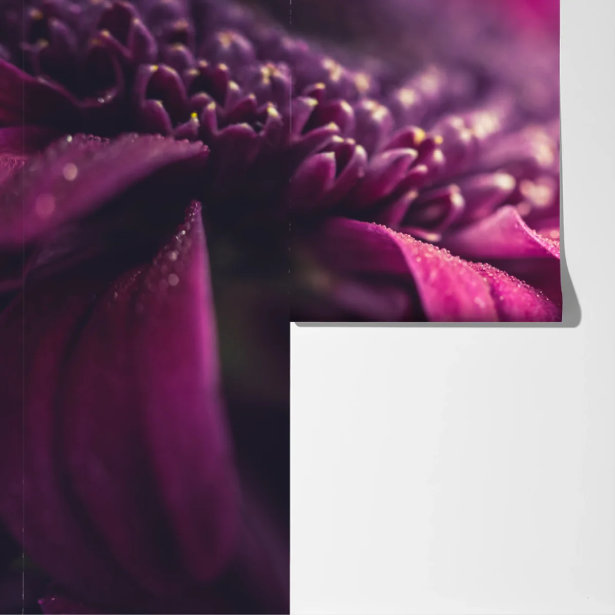 Fototapeta fioletowy makro kwiat z kroplą rosy Fototapeta fioletowy makro kwiat z kroplą rosy