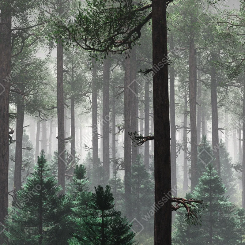 Schrankaufkleber nebliger immergrüner wald Schrankaufkleber nebliger immergrüner wald