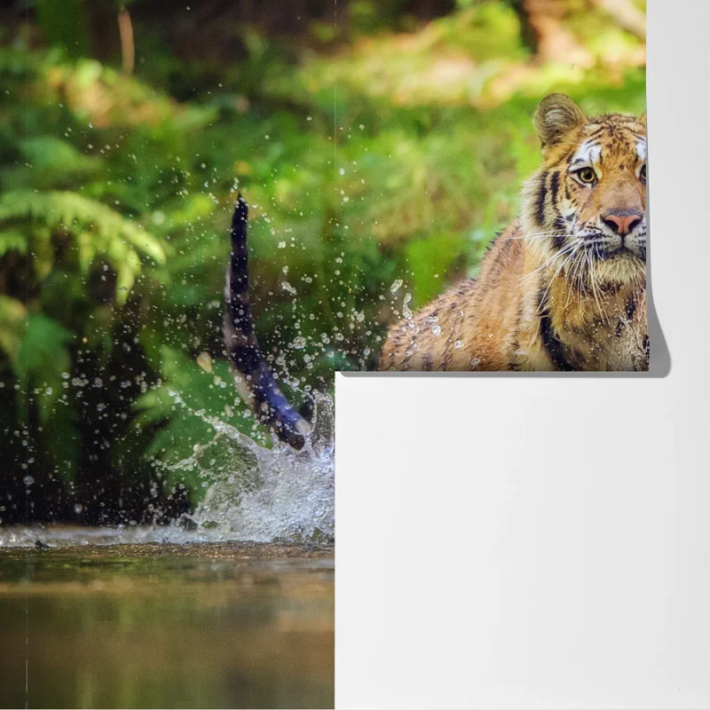 Fototapete majestätischer tiger im waldbach Fototapete majestätischer tiger im waldbach