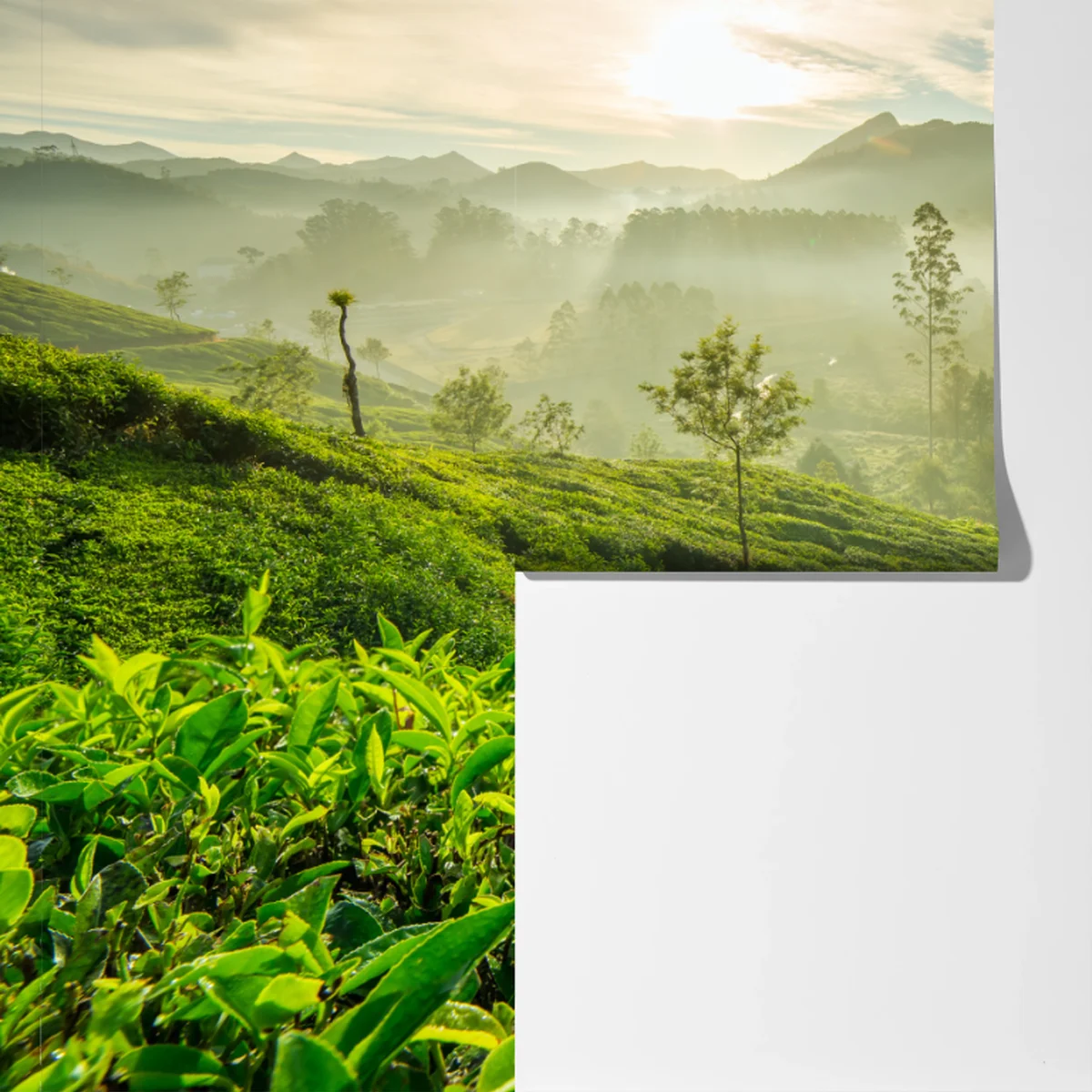 Fototapeta wschód słońca nad plantacjami herbaty w Munnar Fototapeta wschód słońca nad plantacjami herbaty w Munnar