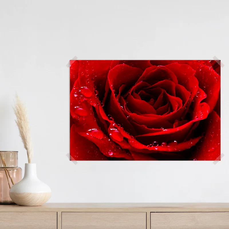 Poster leuchtend rote rose nahaufnahme Poster leuchtend rote rose nahaufnahme