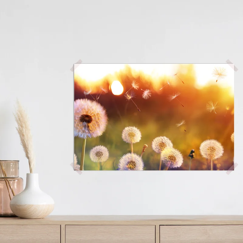 Poster goldene löwenzahnwiese bei sonnenuntergang • Poster bei Wallnifity® Poster goldene löwenzahnwiese bei sonnenuntergang • Poster bei Wallnifity®