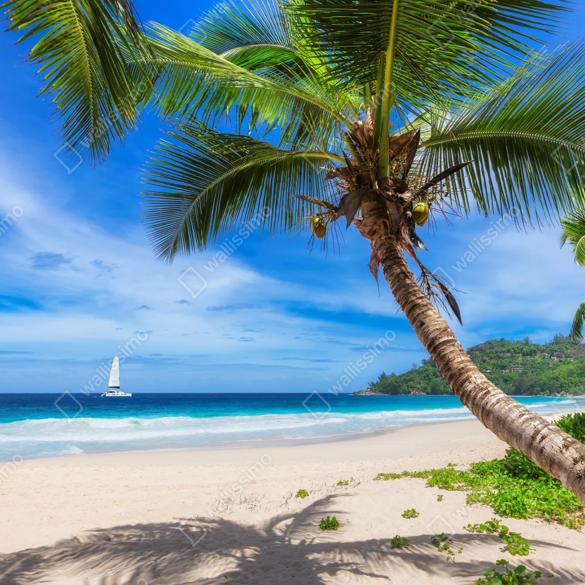 Leinwandbild tropischer strand mit palme Leinwandbild tropischer strand mit palme