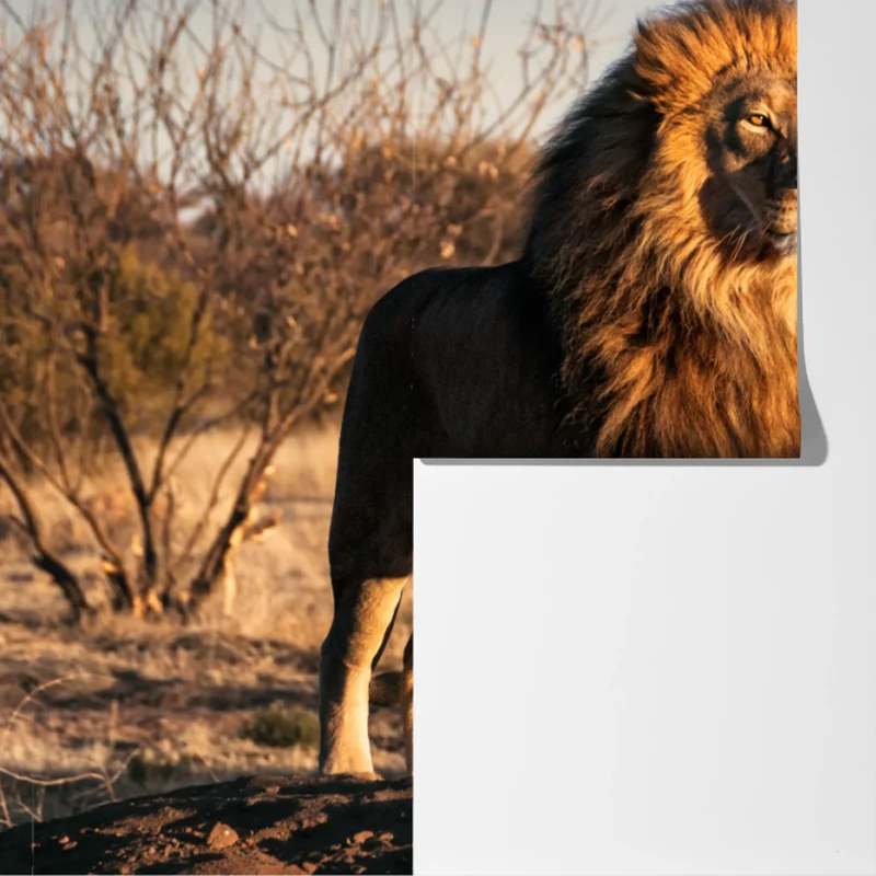 Fototapete majestätischer löwe auf der savanne Fototapete majestätischer löwe auf der savanne