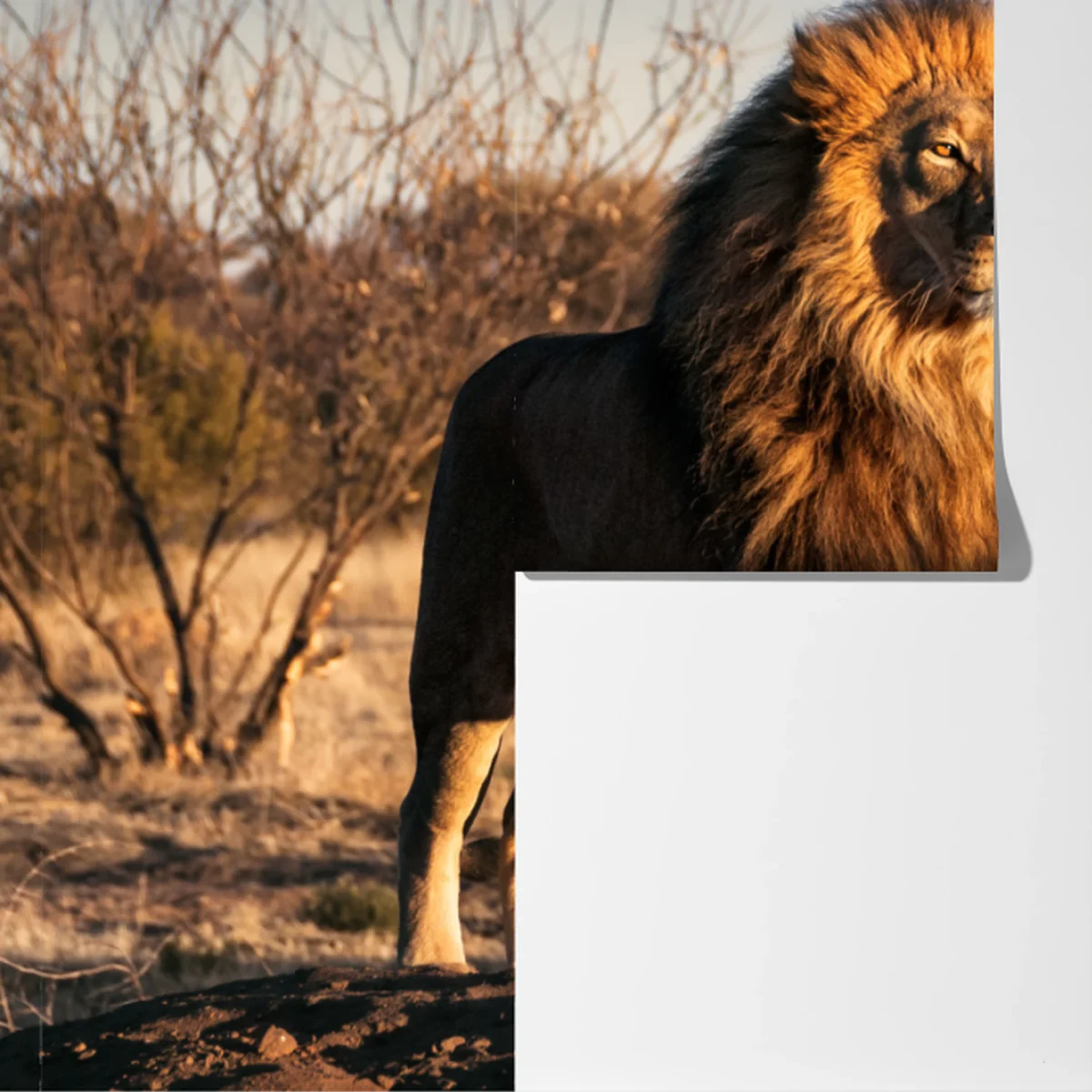 Fototapete majestätischer löwe auf der savanne Fototapete majestätischer löwe auf der savanne