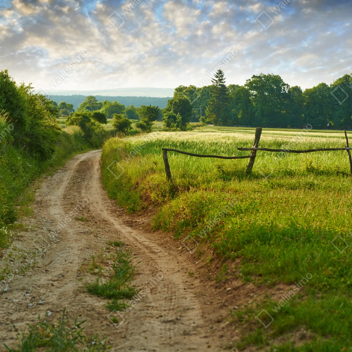 Fototapete sonniger landweg durch grüne wiesen Fototapete sonniger landweg durch grüne wiesen
