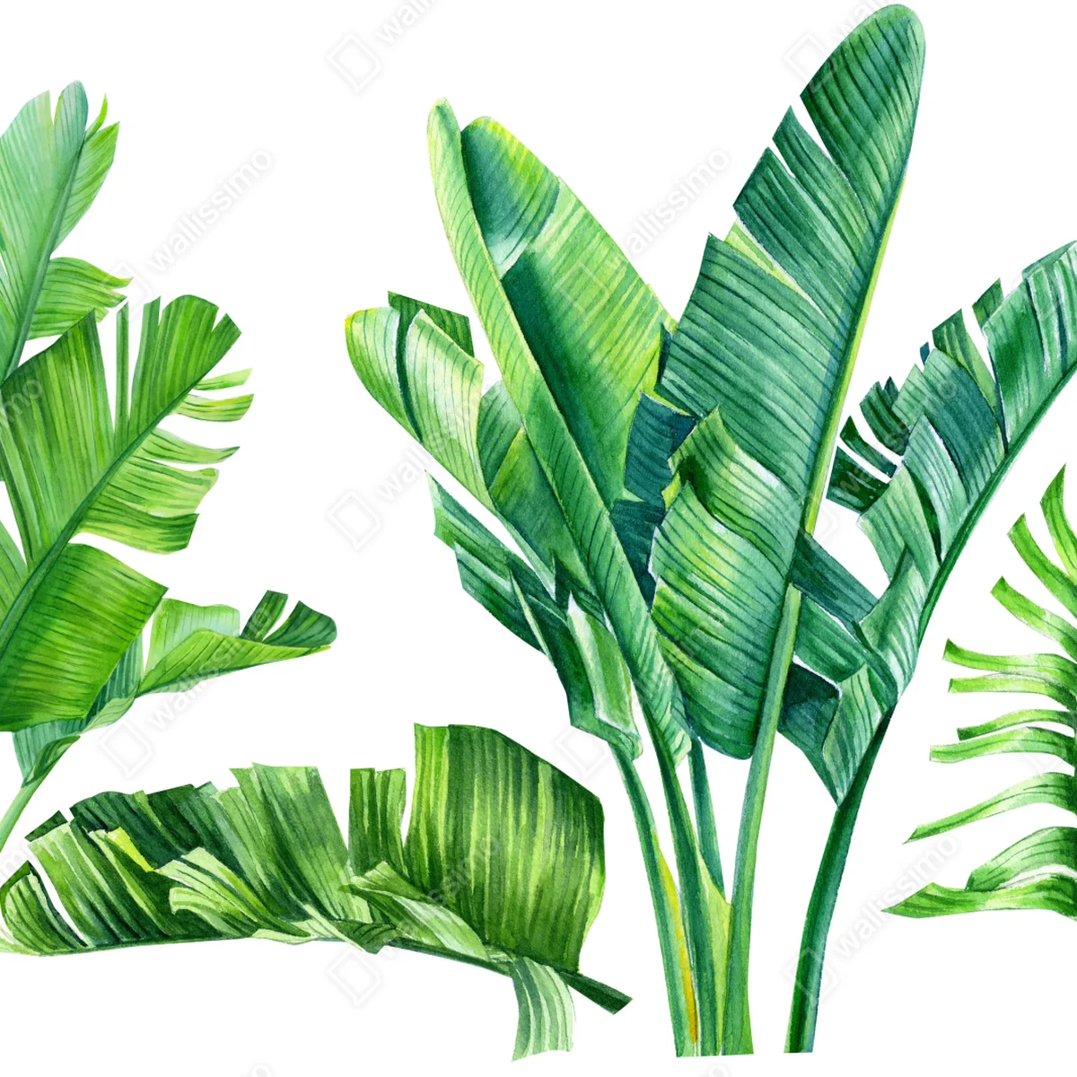 Poster tropische bananenblätter in aquarell • Poster bei Wallnifity® Poster tropische bananenblätter in aquarell • Poster bei Wallnifity®