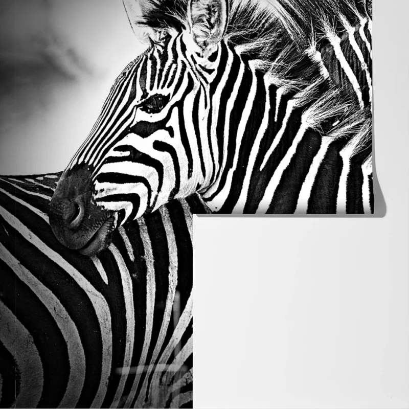 Fototapete intimes zebra-porträt in schwarzweiß Fototapete intimes zebra-porträt in schwarzweiß